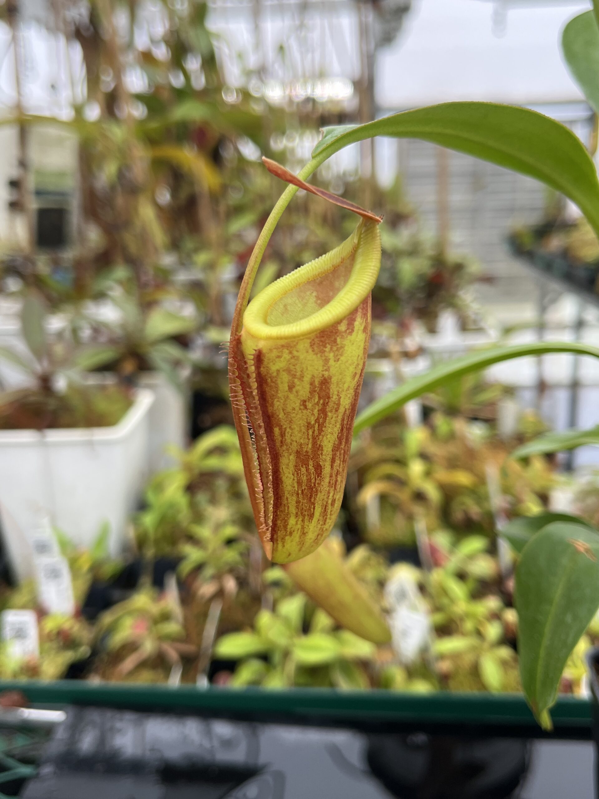 Nepenthes (lowii x merrilliana) x inermis | Andreas Wistuba | AW-ISC ...