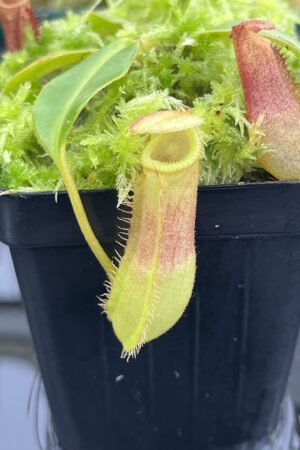 Close Up of Nepenthes (lowii x truncata squat) x edwardsiana | Andreas Wistuba | AW-ISC) | IN23731
