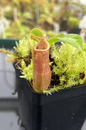 Close Up of Nepenthes (lowii x truncata squat) x edwardsiana | Andreas Wistuba | AW-ISC) | IN24764