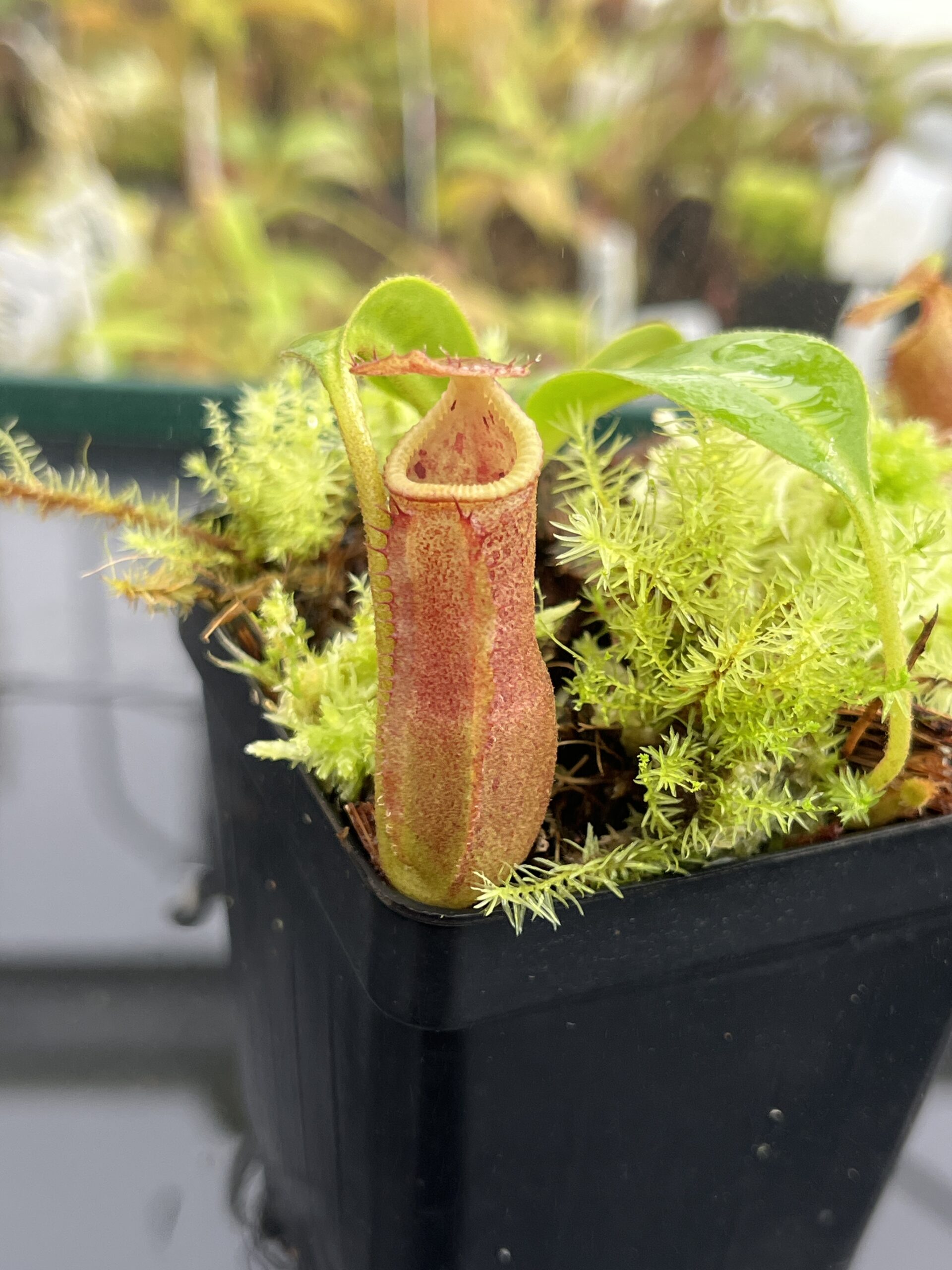 Close Up of Nepenthes (lowii x truncata squat) x edwardsiana | Andreas Wistuba | AW-ISC) | IN24764