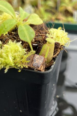 Close Up of Nepenthes (lowii x truncata) x ephippiata (Gunung Rajah) | Andreas Wistuba | AW-ISC | IN24763