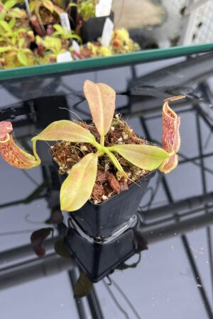 Close Up of Nepenthes maxima | Borneo Exotics | BE-3067 | IN23750
