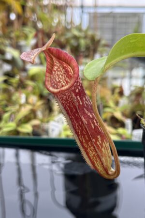 Close Up of Nepenthes maxima x (lowii x macrophylla) | Borneo Exotics | BE-3709 | IN24747