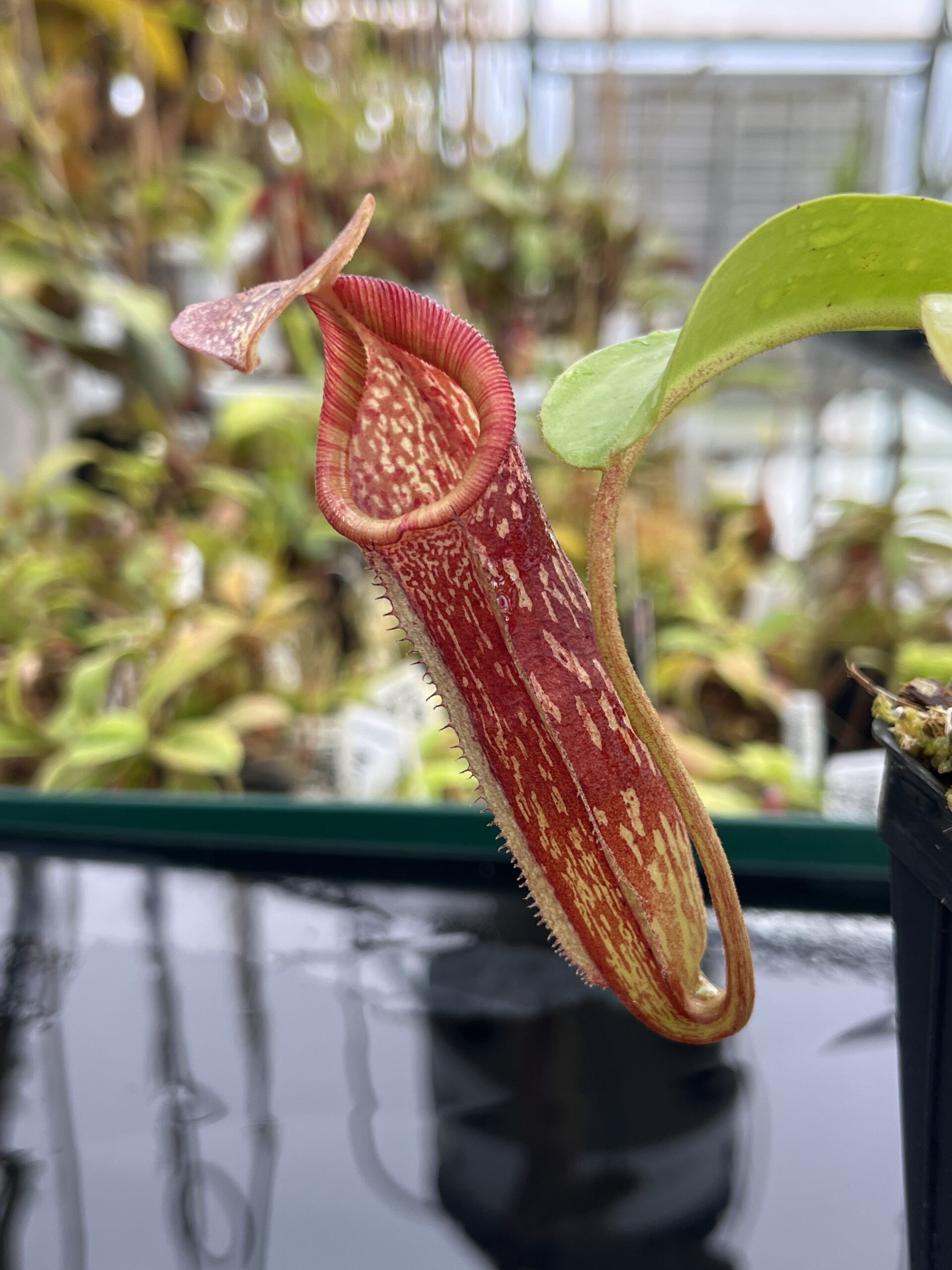 Close Up of Nepenthes maxima x (lowii x macrophylla) | Borneo Exotics | BE-3709 | IN24747