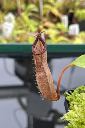 Close Up of Nepenthes maxima x ramispina | Borneo Exotics | BE-3740 | IN23931