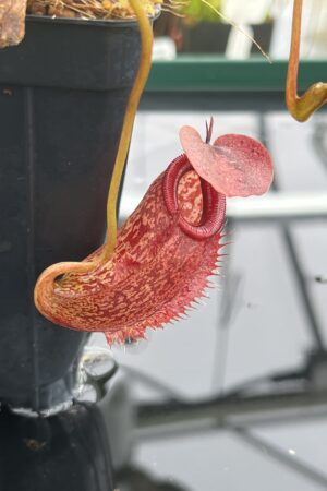 Close Up of Nepenthes merrilliana x aristolochioides | Borneo Exotics | BE-3877 | IN24751