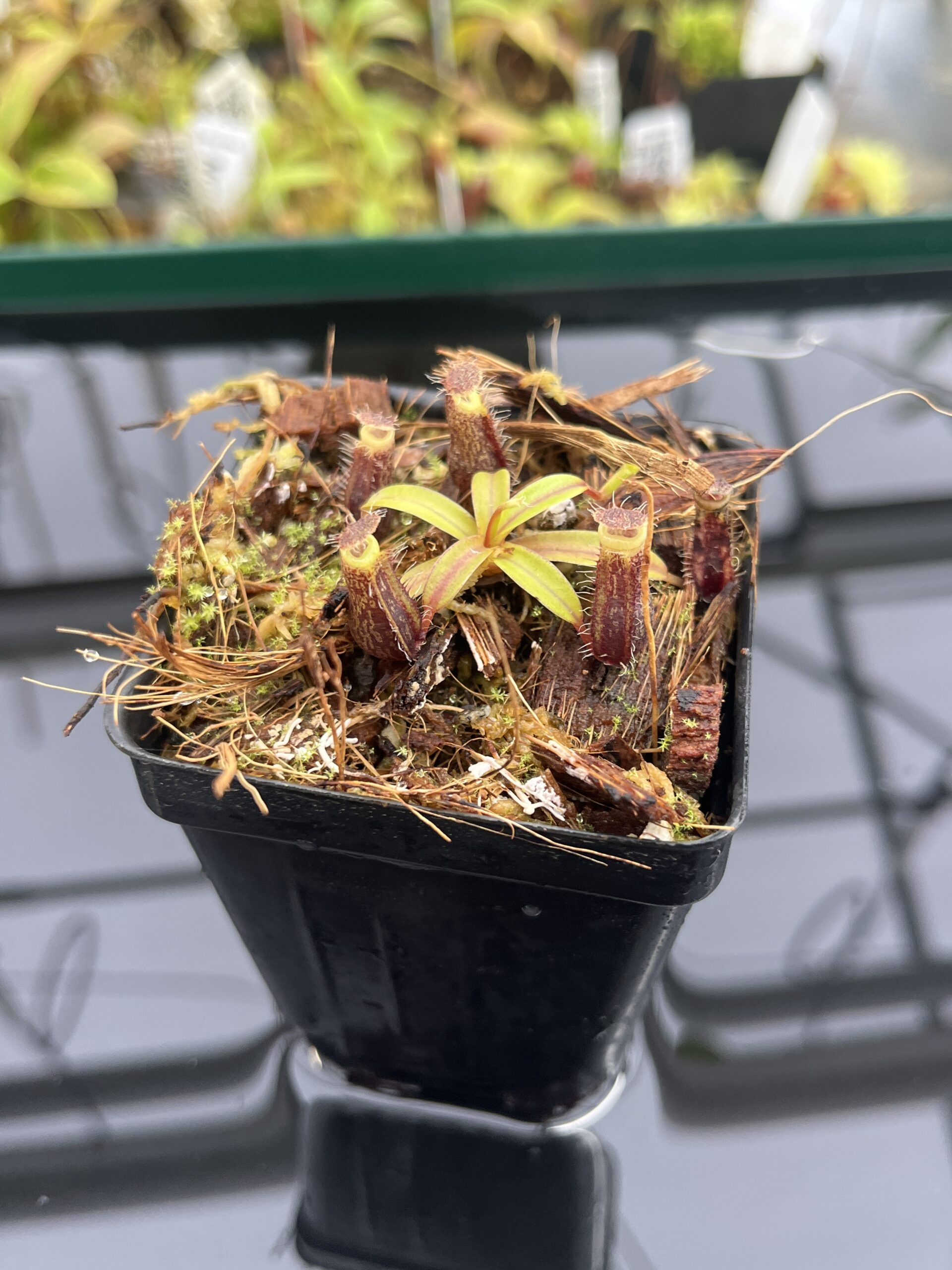 Close Up of Nepenthes mikei | Borneo Exotics | BE-3506 | H23982