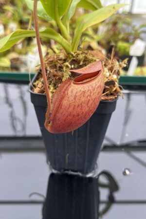 Close Up of Nepenthes mira | Borneo Exotics | BE-3979 | H24780