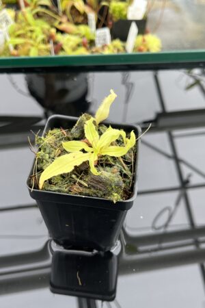 Close Up of Nepenthes mirabilis var. echinostoma | Borneo Exotics | BE-3363 | L24746