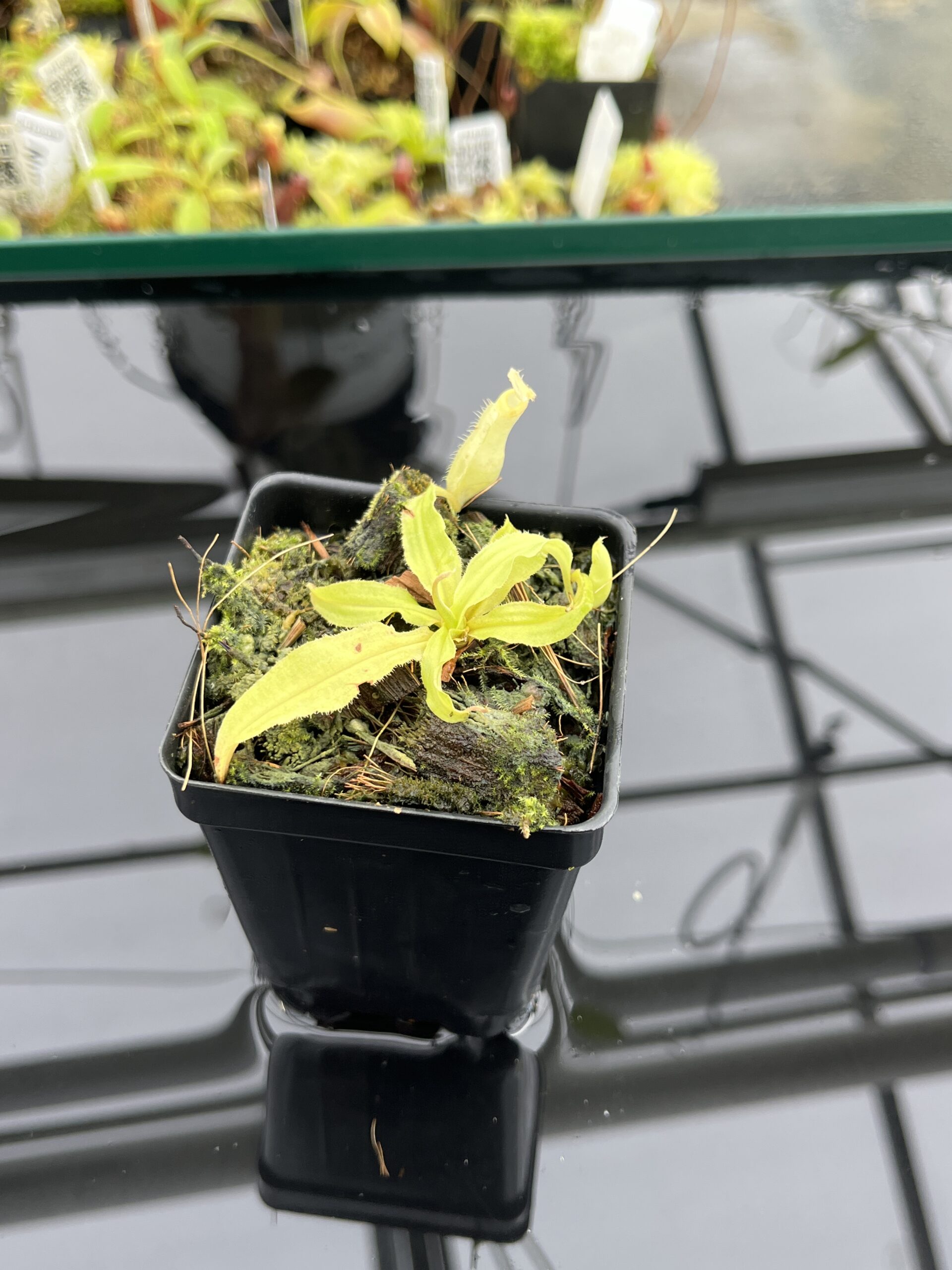 Close Up of Nepenthes mirabilis var. echinostoma | Borneo Exotics | BE-3363 | L24746