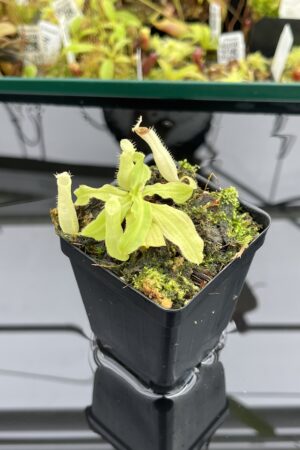 Close Up of Nepenthes mirabilis var. echinostoma | Borneo Exotics | BE-3372 | L24745