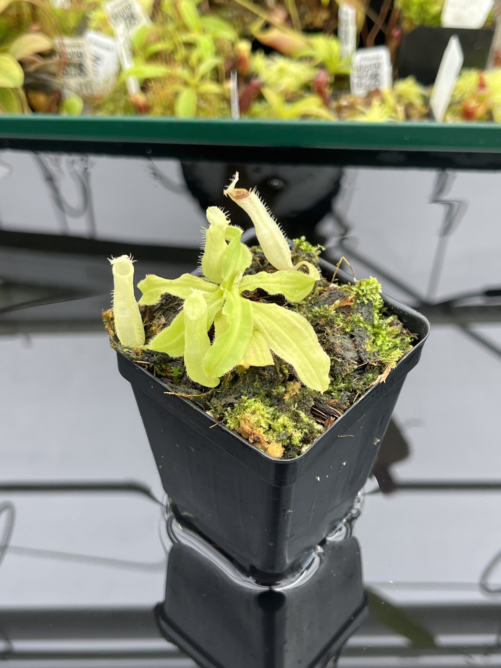 Close Up of Nepenthes mirabilis var. echinostoma | Borneo Exotics | BE-3372 | L24745