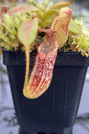 Close Up of Nepenthes mollis SG x eymae (G. Tambusisi, SG) | MKS | Assorted Clones | Florae Collaborative | FC-446 | IN24694