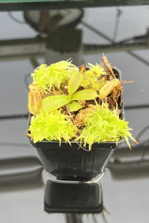 Close Up of Nepenthes mollis (tricolor) x mollis (Jeff Shafer) | FB | Florae | Florae Collaborative | FC-343.01 | H24714