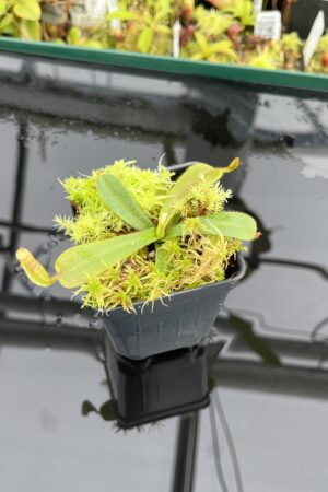 Close Up of Nepenthes mollis (tricolor) x veitchii ‘Candy Dreams’ | FB | Clone 4 | Florae Collaborative | FC-342.04 | IN24693