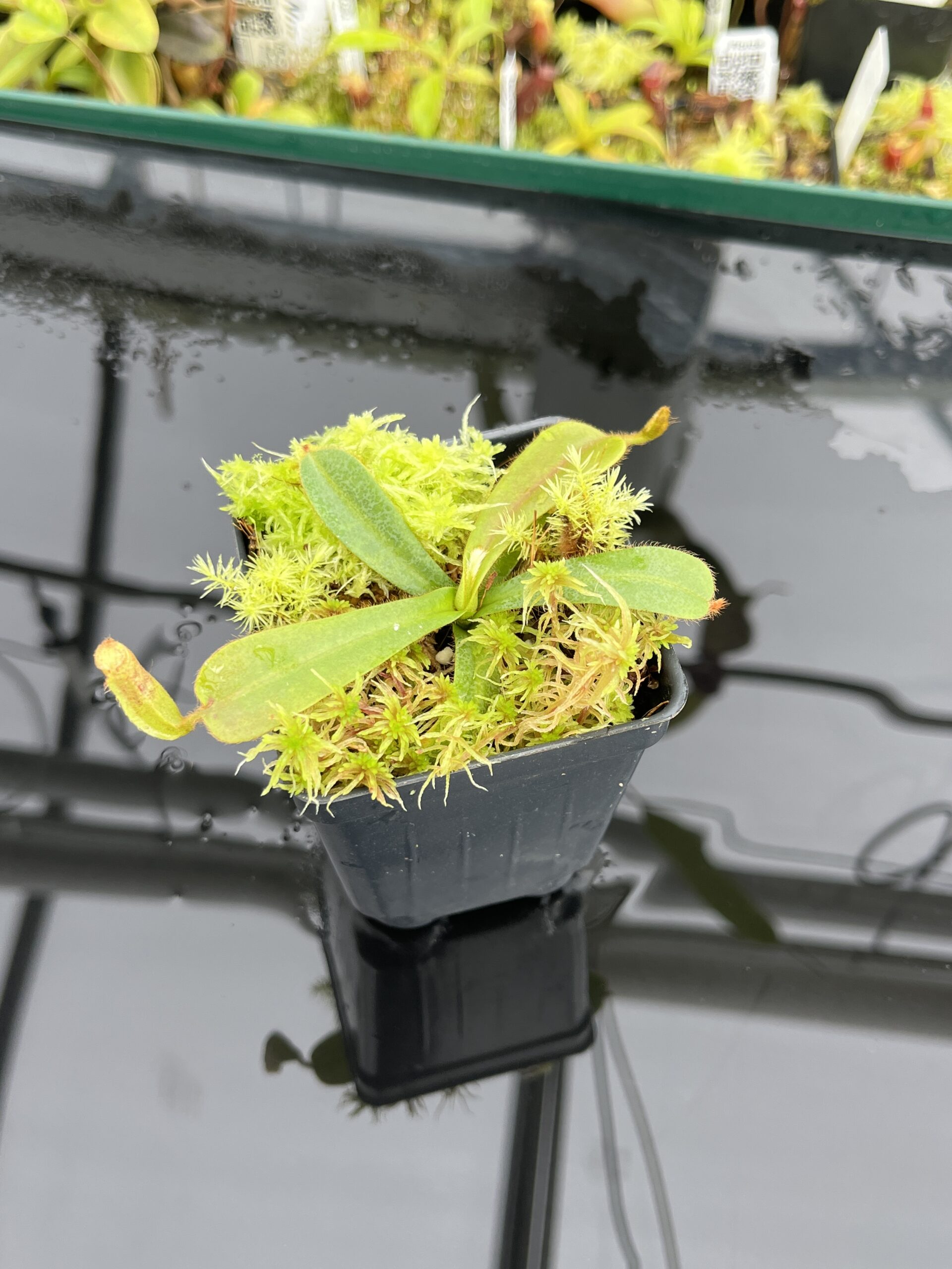 Close Up of Nepenthes mollis (tricolor) x veitchii ‘Candy Dreams’ | FB | Clone 4 | Florae Collaborative | FC-342.04 | IN24693
