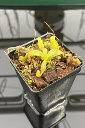 Close Up of Nepenthes mollis x diabolica #1 | MKS | Florae | Assorted Clones | Florae Collaborative | FC-440 | H23984
