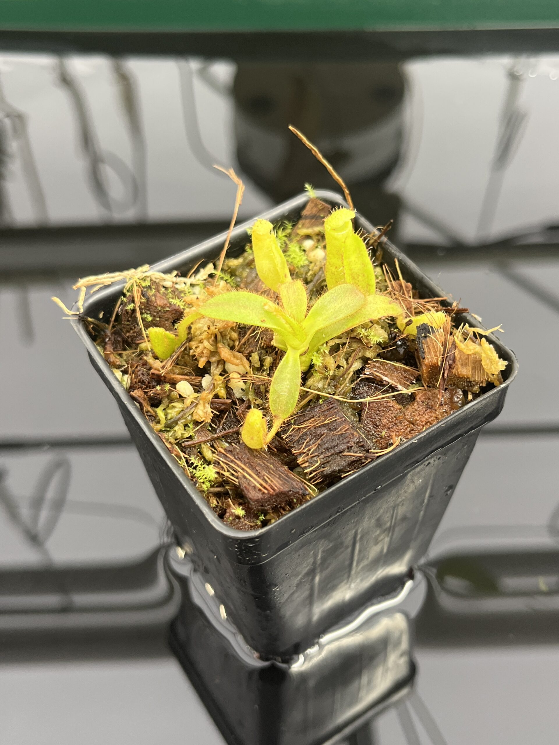 Close Up of Nepenthes mollis x diabolica #1 | MKS | Florae | Assorted Clones | Florae Collaborative | FC-440 | H23984