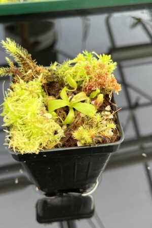 Close Up of Nepenthes mollis x villosa | JH | Jeremiah Harris | JH-496.03 | H24713