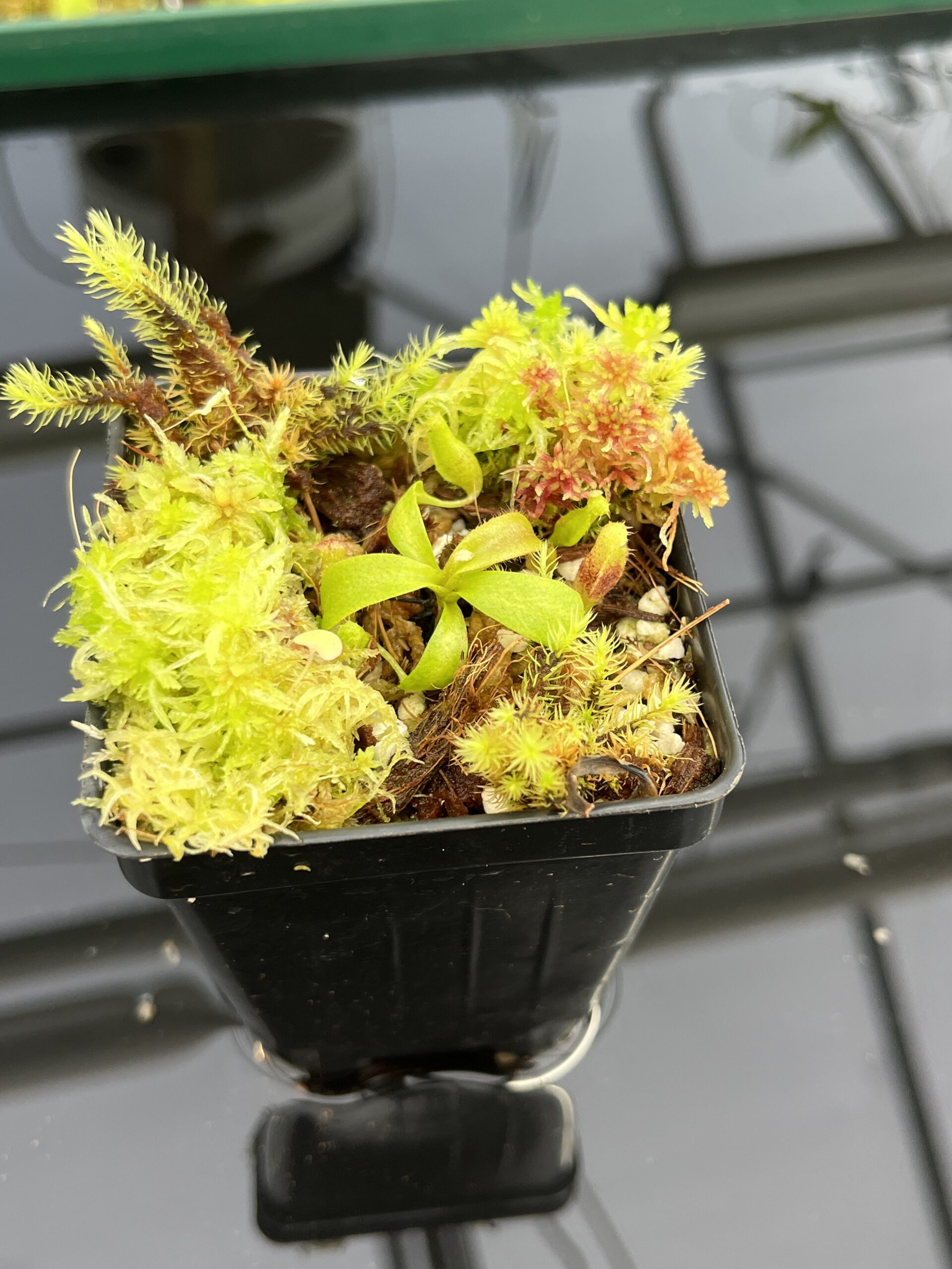 Close Up of Nepenthes mollis x villosa | JH | Jeremiah Harris | JH-496.03 | H24713