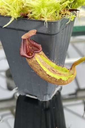 Close Up of Nepenthes nebularum (Mt. Mayo) | Andreas Wistuba | AW-05 | H24703