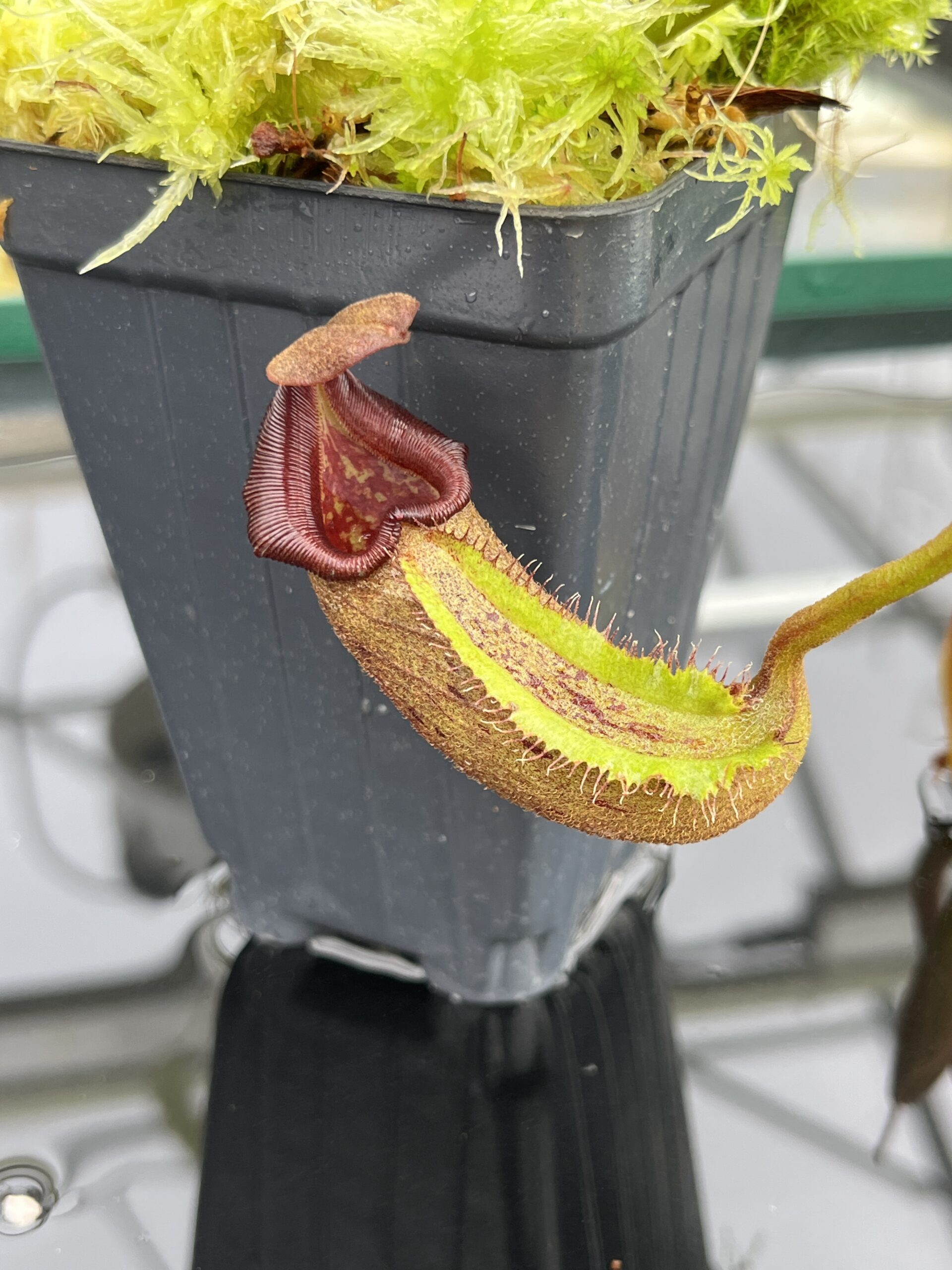 Close Up of Nepenthes nebularum (Mt. Mayo) | Andreas Wistuba | AW-05 | H24703