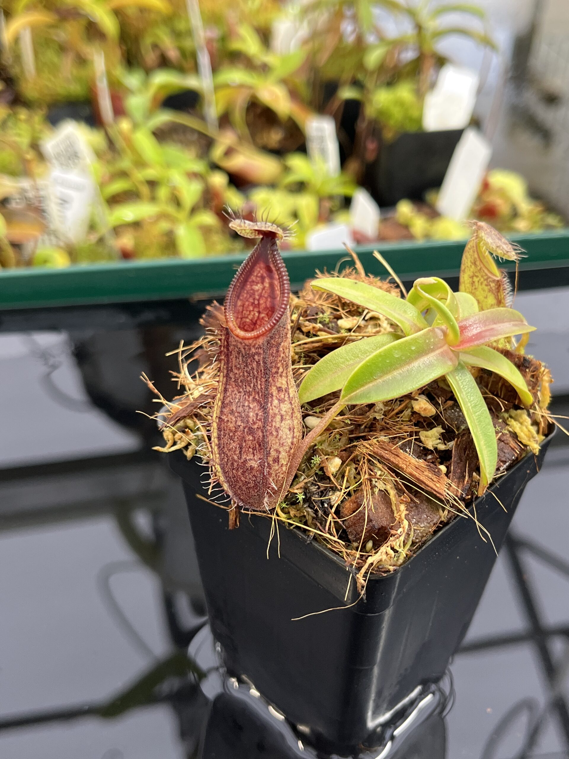 Nepenthes nigra | Borneo Exotics | BE-4607 | H23879