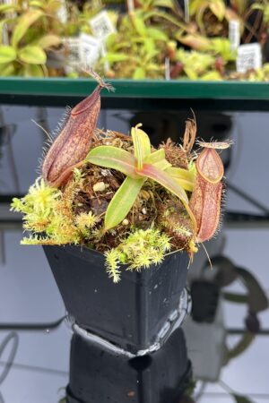 Close Up of Nepenthes nigra | Borneo Exotics | BE-4607 | H24709