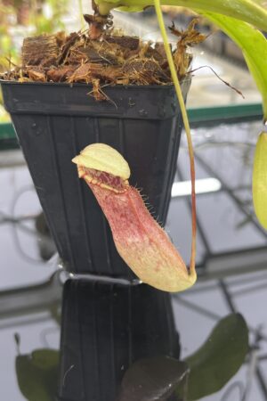 Close Up of Nepenthes northiana | Borneo Exotics | BE-3357 | L23886
