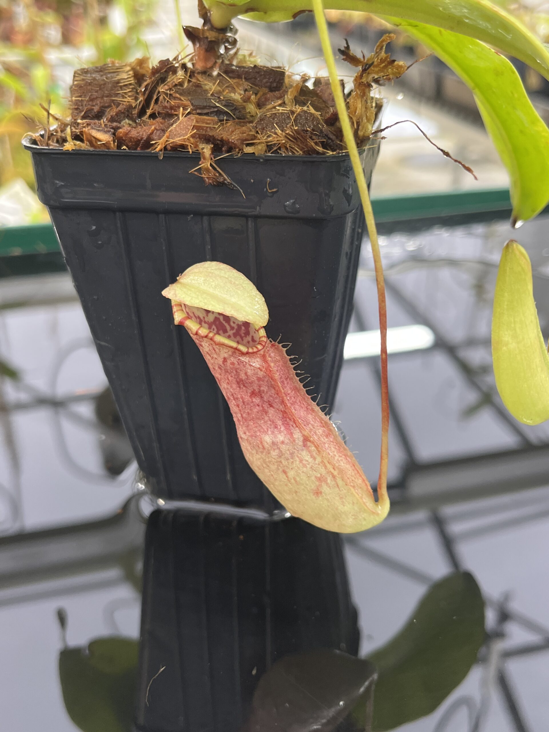 Close Up of Nepenthes northiana | Borneo Exotics | BE-3357 | L23886