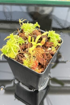 Close Up of Nepenthes ovata x villosa | Jeremiah Harris | JH-535.00 | H23788