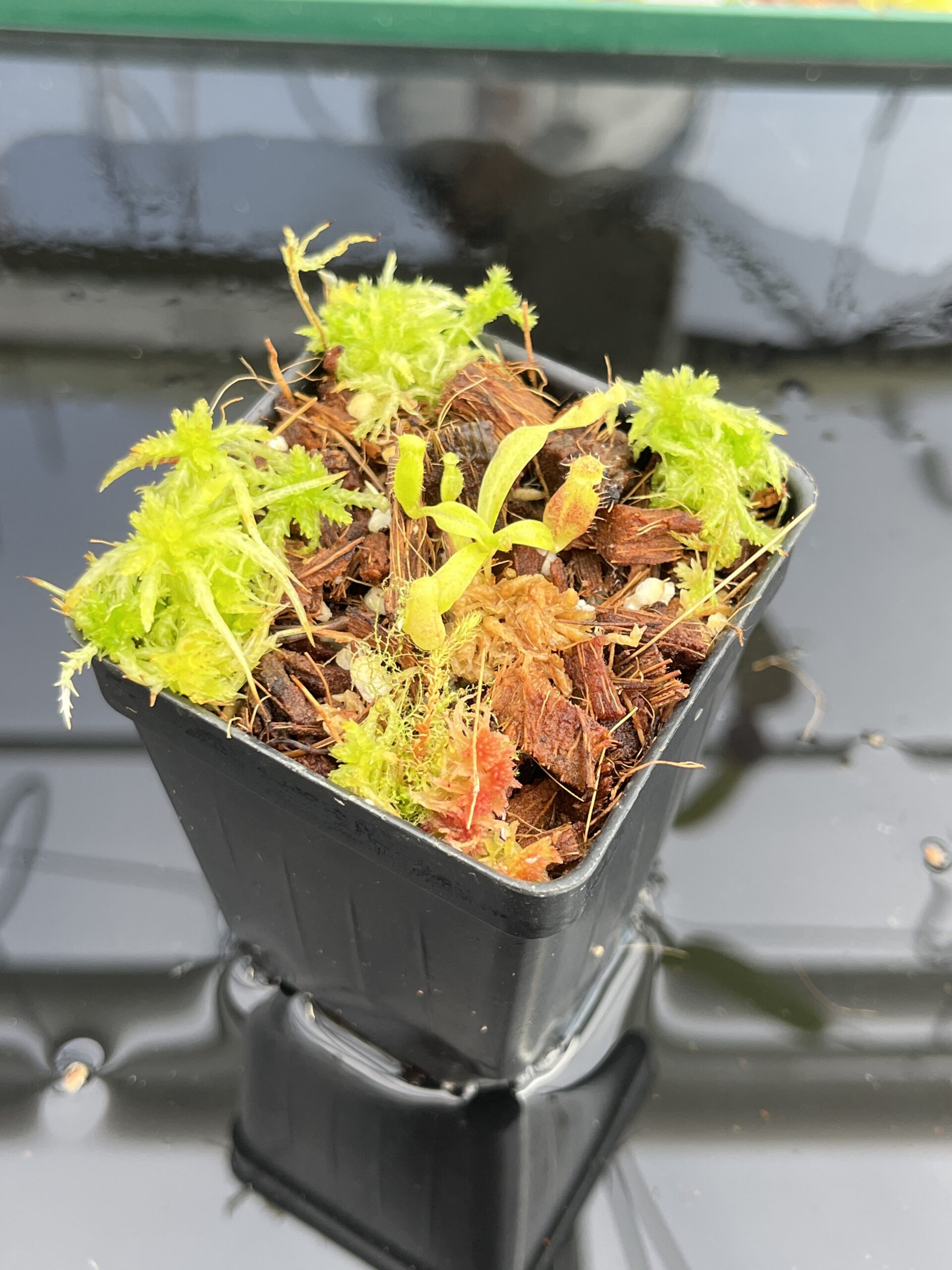 Close Up of Nepenthes ovata x villosa | Jeremiah Harris | JH-535.00 | H23788
