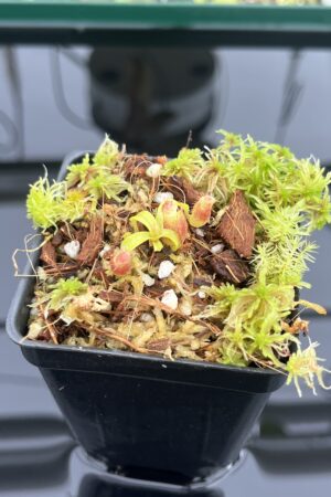 Close Up of Nepenthes ovata x villosa | Jeremiah Harris | JH-535.00 | H24722