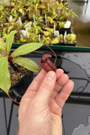 Close Up of Nepenthes palawanensis | Borneo Exotics | BE-3651 | IN23906