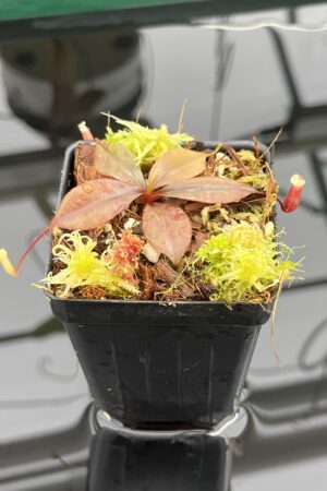 Close Up of Nepenthes palawanensis | Jeremiah Harris | Florae Collaborative | FC-264 | H23918