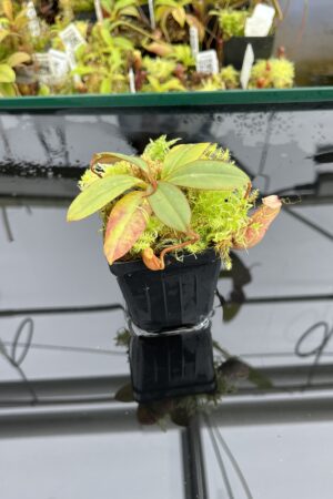 Close Up of Nepenthes palawanensis x peltata | JH | Florae | Jeremiah Harris | JH-393.03 | IN24689