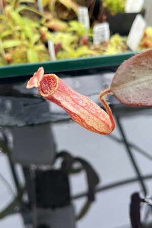Close Up of Nepenthes peltata | Borneo Exotics | BE-4613 | IN24748