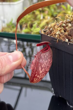 Close Up of Nepenthes peltata x aristolochioides | Borneo Exotics | BE-4633 | IN23916
