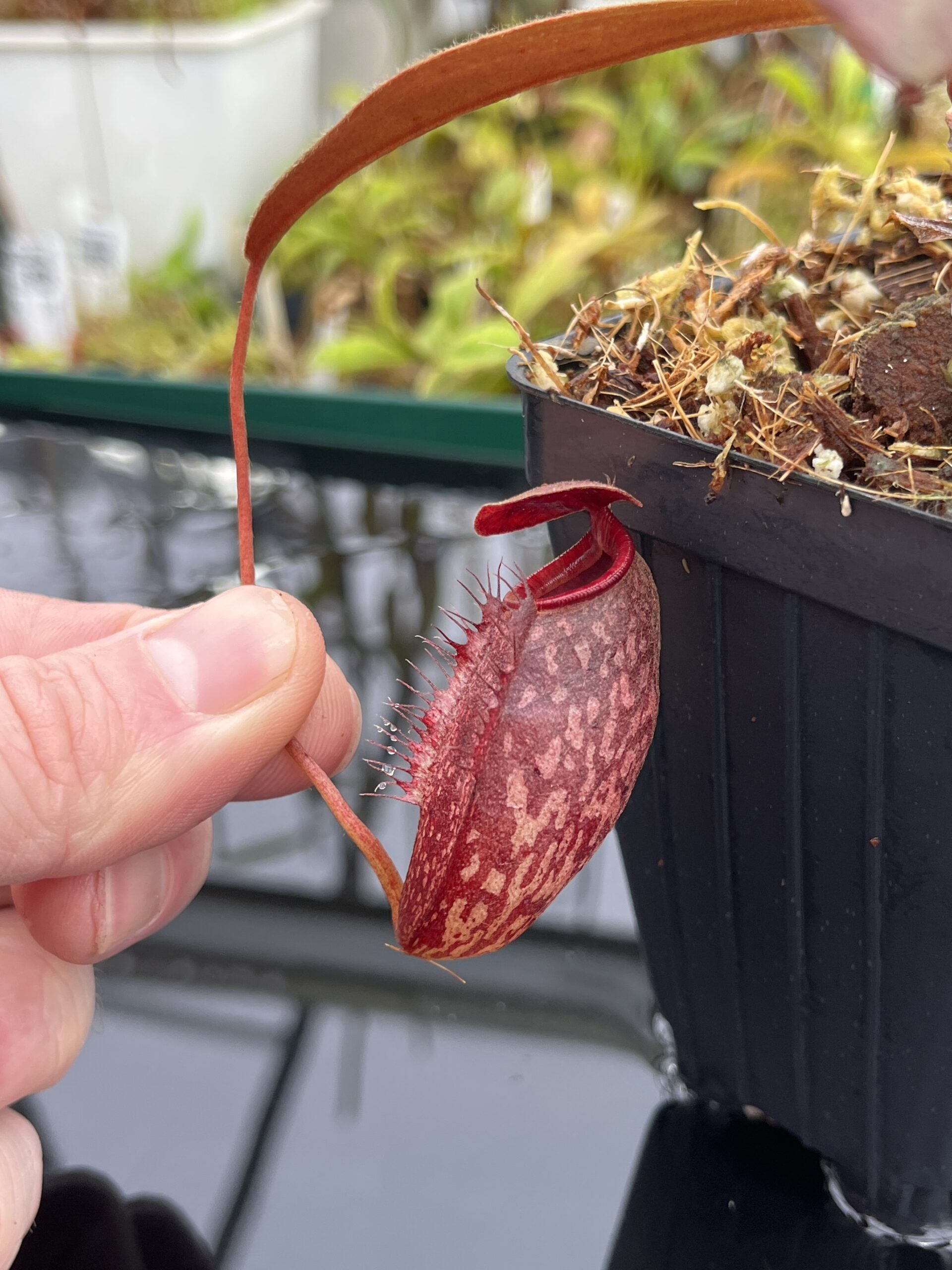 Close Up of Nepenthes peltata x aristolochioides | Borneo Exotics | BE-4633 | IN23916