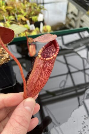 Close Up of Nepenthes peltata x ephippiata | Borneo Exotics | BE-4654 | IN23913