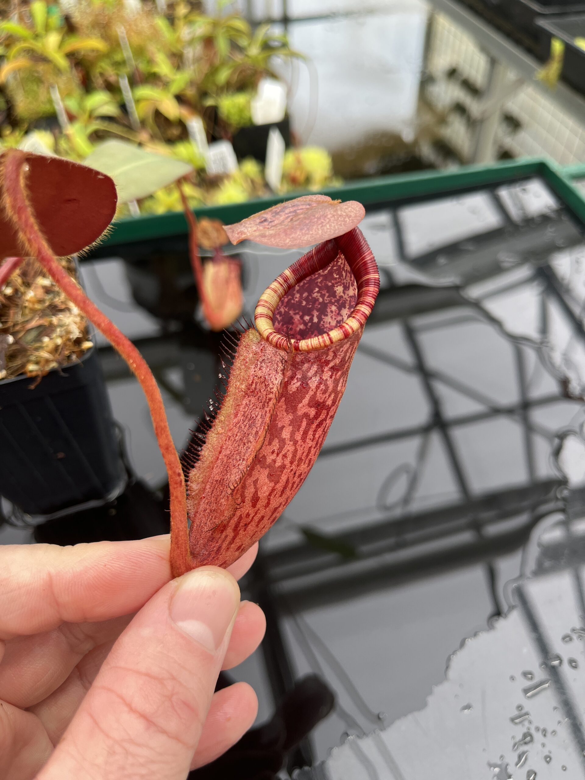 Close Up of Nepenthes peltata x ephippiata | Borneo Exotics | BE-4654 | IN23913