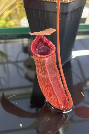 Close Up of Nepenthes peltata x lowii | Borneo Exotics | BE-4650 | IN23854