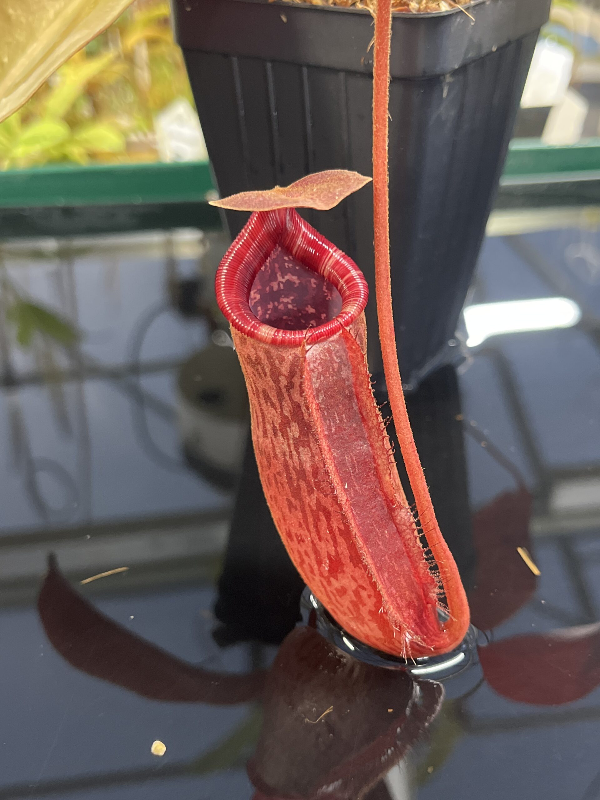 Close Up of Nepenthes peltata x lowii | Borneo Exotics | BE-4650 | IN23854