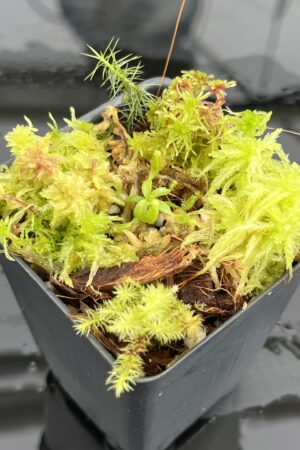 Close Up of Nepenthes peltata x villosa | Clone 2 | Jeremiah Harris | JH-449.02 | IN24695
