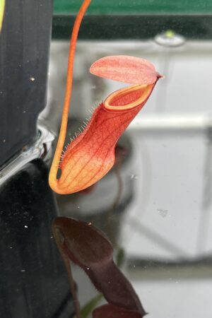 Close Up of Nepenthes pervillei (Troiss Freres, Seychelles) | Andreas Wistuba | AW-ISC | L24684