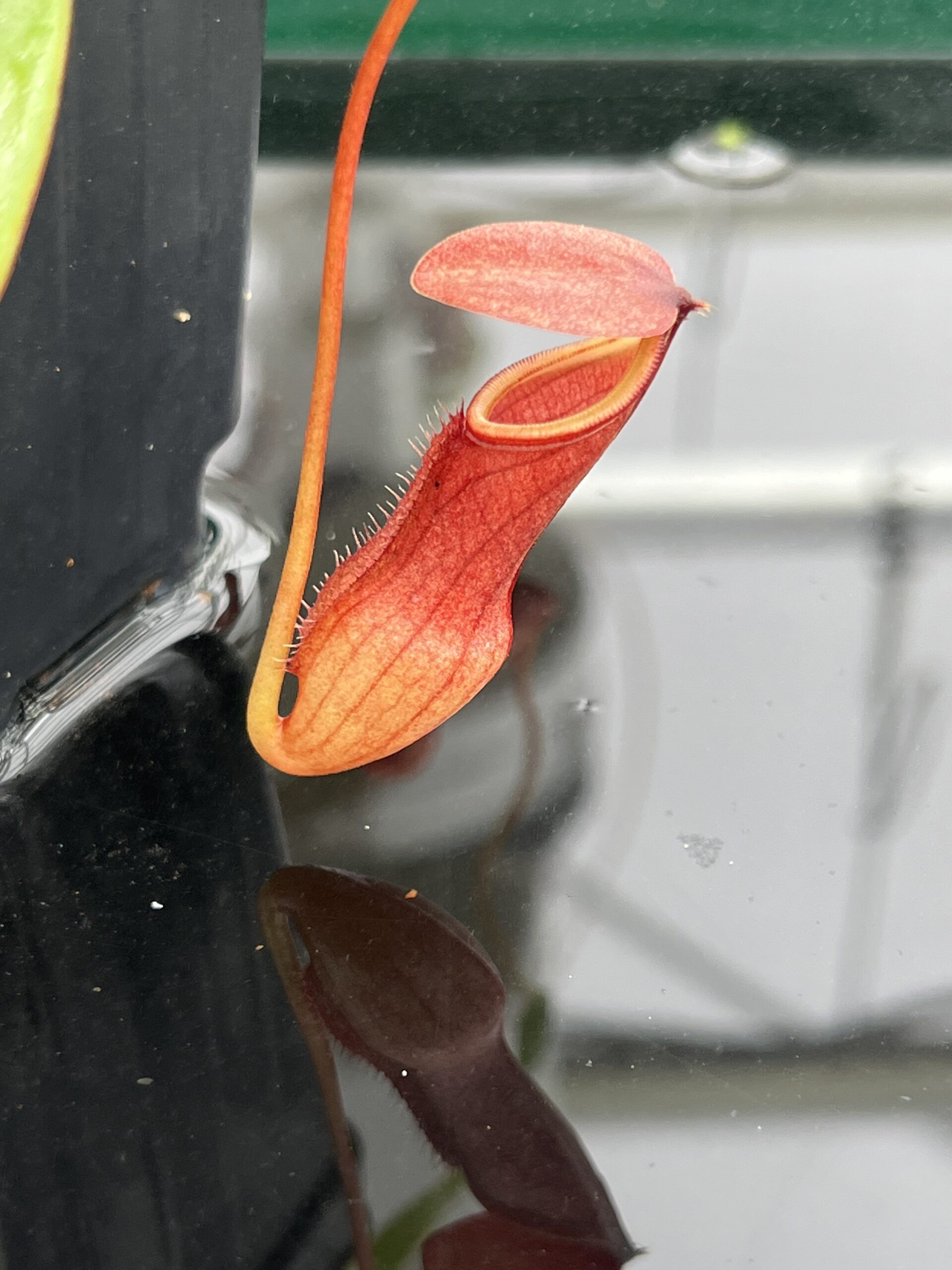 Close Up of Nepenthes pervillei (Troiss Freres, Seychelles) | Andreas Wistuba | AW-ISC | L24684