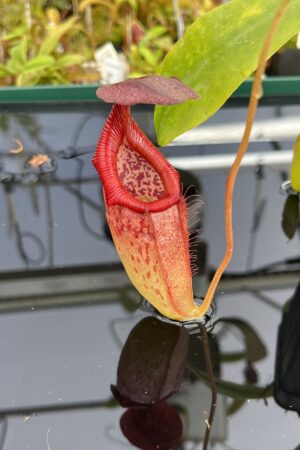 Close Up of Nepenthes petiolata x flava | Borneo Exotics | BE-4035 | H23763