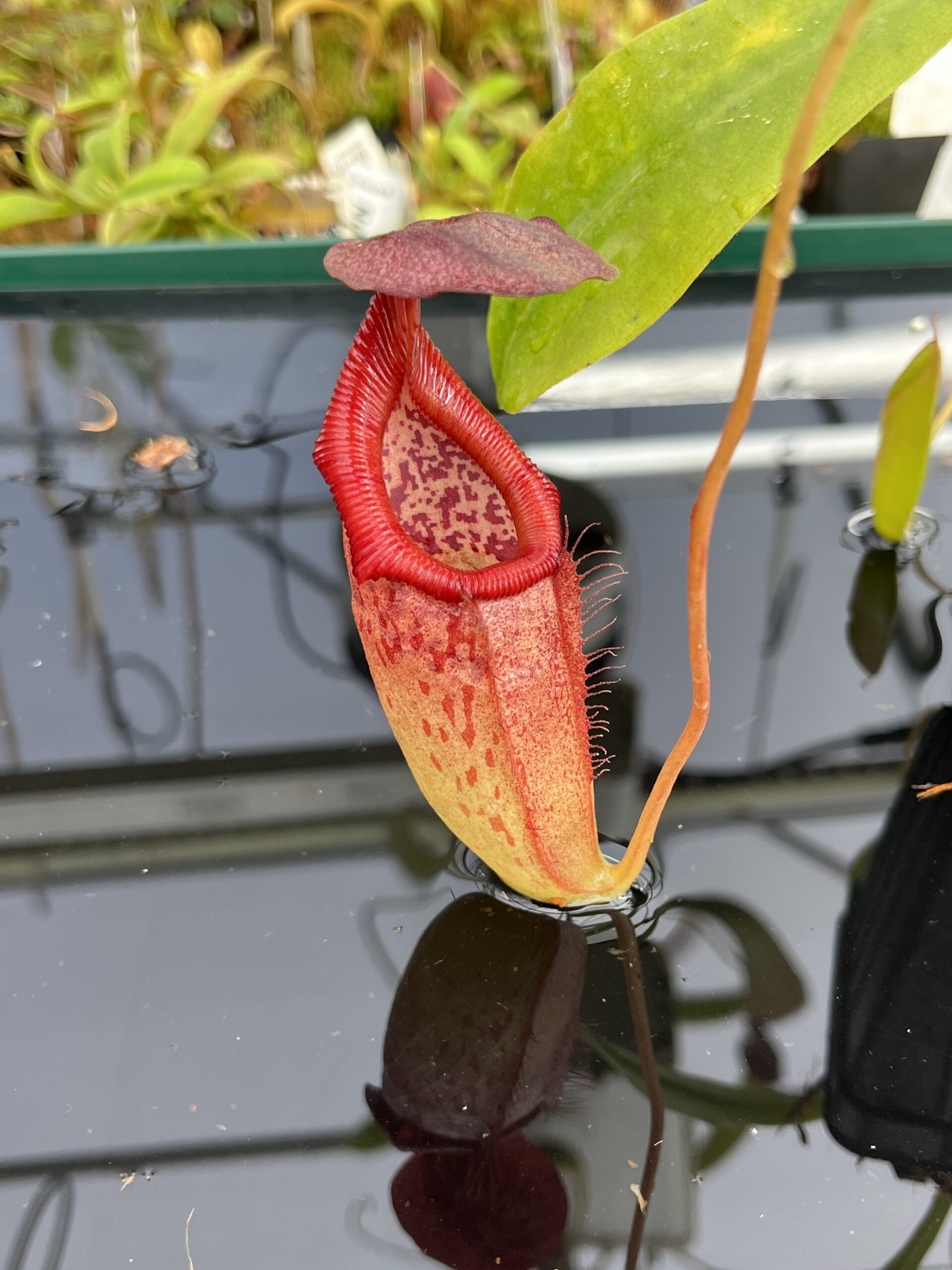 Close Up of Nepenthes petiolata x flava | Borneo Exotics | BE-4035 | H23763
