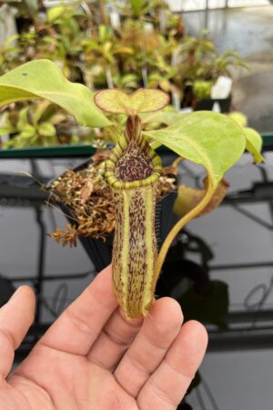 Close Up of Nepenthes platychila x robcantleyi | Borneo Exotics | BE-3946 | IN24753