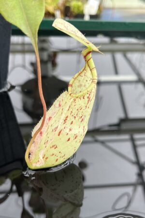 Close Up of Nepenthes rafflesiana | Borneo Exotics | BE-3141 | L24680